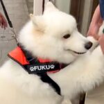 注射を怖がる大型犬→3人がかりで病院へ連れて行った結果、へっぴり腰になり…まさかの『歩き方』が48万再生「吹いたｗｗ」「愛おしすぎる」(ブログ)