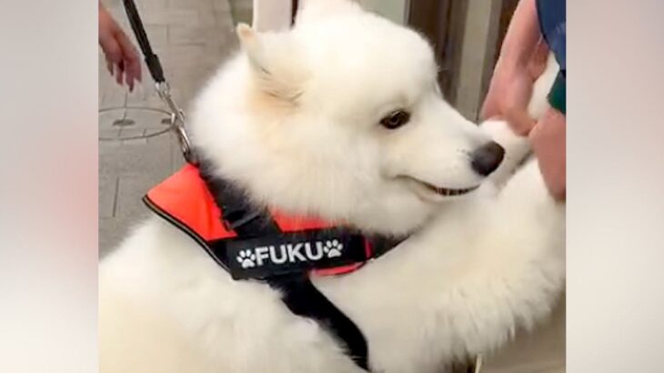 注射を怖がる大型犬→3人がかりで病院へ連れて行った結果、へっぴり腰になり…まさかの『歩き方』が48万再生「吹いたｗｗ」「愛おしすぎる」(ブログ)