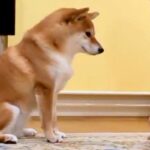 『ねえ、やめてあげてよ…』家族で”踏み合いっこ”をしていたら、見ていた犬が勘違いして…愛を感じる『まさかの光景』に反響「優しい」「健気」(ブログ)