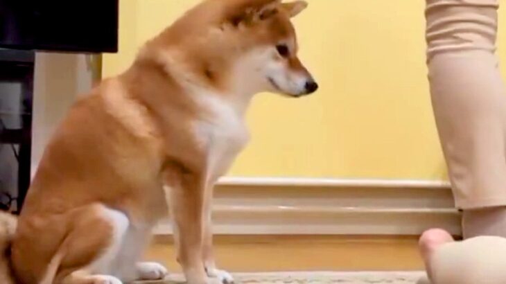 『ねえ、やめてあげてよ…』家族で”踏み合いっこ”をしていたら、見ていた犬が勘違いして…愛を感じる『まさかの光景』に反響「優しい」「健気」(ブログ)