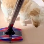 掃除機を『敵』と認識した犬→横目で様子をうかがっていると思ったら…まさかの『反撃方法』が40万再生「渾身の一撃で草」「やったった感ｗｗ」(ブログ)