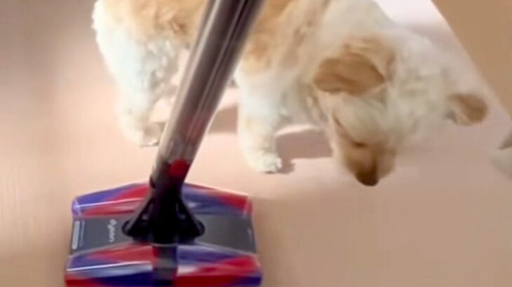 掃除機を『敵』と認識した犬→横目で様子をうかがっていると思ったら…まさかの『反撃方法』が40万再生「渾身の一撃で草」「やったった感ｗｗ」(ブログ)