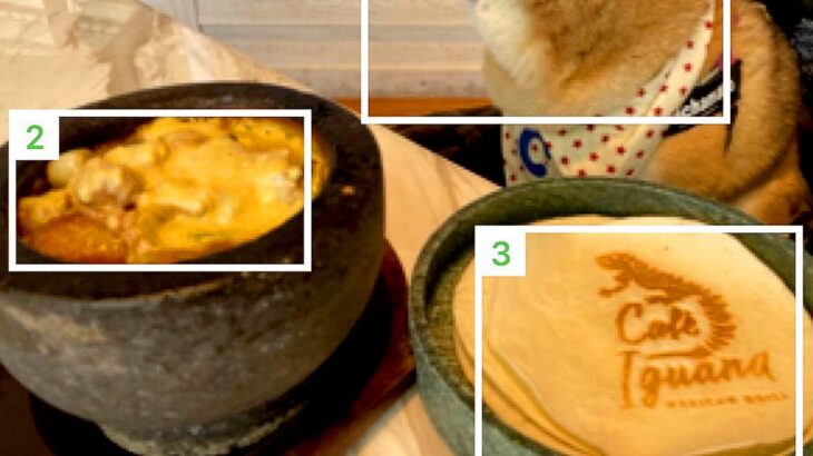 カロリー計算をしようと料理を撮影したら、犬も写り込んで…まさかの展開に10万いいね集まる「6枚切ｗｗ」「可愛くて食べられない」と爆笑の声(ブログ)