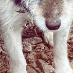 引っ越しで置き去りにされ『鎖で繋がれた老犬』→笑顔すら忘れてしまい…保護後、嘘のような『現在の表情』に涙「幸せなお顔」「本当良かった」(ブログ)
