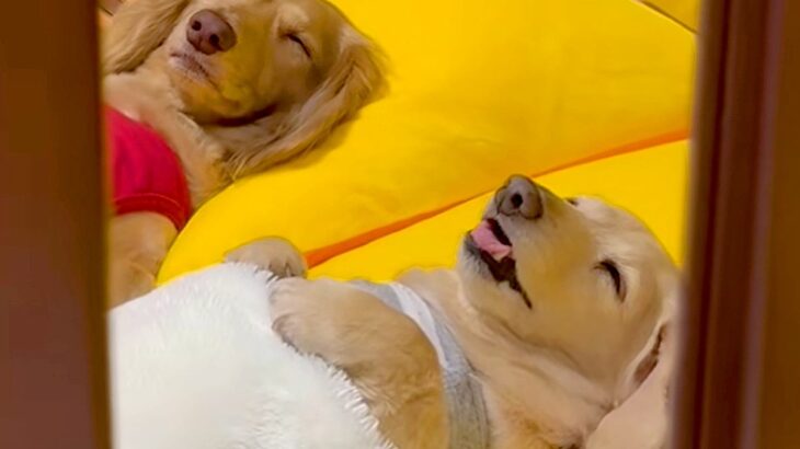 お布団をかけて寝ている2匹の犬…とんでもなく尊い『子供のような寝姿』と『予想外の視線』が97万再生「前世は絶対人間」「吹き出したｗ」(ブログ)