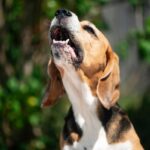 犬が『こっち来て』と言っている鳴き方５選　愛犬が執拗に要求してきた場合の適切な対応まで(ブログ)