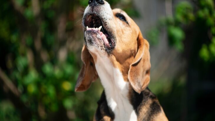 犬が『こっち来て』と言っている鳴き方５選　愛犬が執拗に要求してきた場合の適切な対応まで(ブログ)