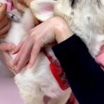 病院に注射を打ちに行った犬→『痛かったのはママのせいだ』と勘違いして…信頼ゼロな『表情』が73万再生「めっちゃ怒ってる」「可愛すぎるｗ」(ブログ)