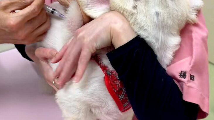 病院に注射を打ちに行った犬→『痛かったのはママのせいだ』と勘違いして…信頼ゼロな『表情』が73万再生「めっちゃ怒ってる」「可愛すぎるｗ」(ブログ)