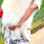 散歩中に歩かなくなってしまった大型犬→帰るために仕方なく…自分の大きさを理解していない『赤ちゃんのような光景』に反響「満足そうな顔がｗ」(ブログ)