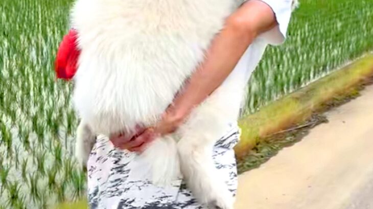 散歩中に歩かなくなってしまった大型犬→帰るために仕方なく…自分の大きさを理解していない『赤ちゃんのような光景』に反響「満足そうな顔がｗ」(ブログ)