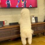 テレビで『バスケの試合』を見ている犬→『自分のボールが取られた！』と思ってしまい…あまりにも愛おしい『勘違い』に反響「可愛すぎる」(ブログ)