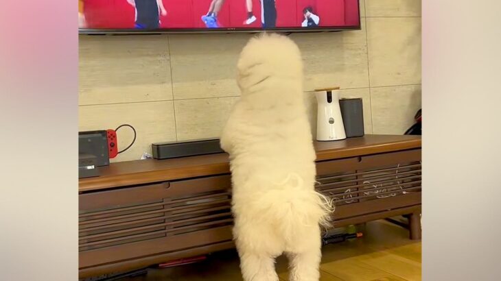 テレビで『バスケの試合』を見ている犬→『自分のボールが取られた！』と思ってしまい…あまりにも愛おしい『勘違い』に反響「可愛すぎる」(ブログ)