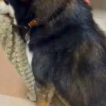 飼い主が帰宅すると大喜びする犬→なぜかいつも『何か』を咥えていて…可愛すぎる『習慣』に反響「可愛い連呼する気持ち、すごくわかるｗ」(ブログ)
