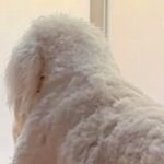 窓の方を向いて固まる大型犬→何しているのかと近づいてみると…まさかのハプニングが30万再生「哀愁がｗｗ」「おじいちゃんみたいで草」と反響(ブログ)