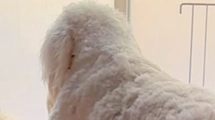窓の方を向いて固まる大型犬→何しているのかと近づいてみると…まさかのハプニングが30万再生「哀愁がｗｗ」「おじいちゃんみたいで草」と反響(ブログ)