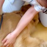 動物病院が好きすぎる大型犬→男性獣医師と女性看護師が同時に呼んだら…まさかの『態度の違い』に反響「やっぱり男の子」「足蹴りに笑ったｗ」(ブログ)