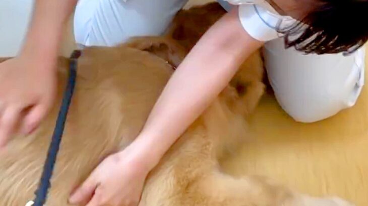 動物病院が好きすぎる大型犬→男性獣医師と女性看護師が同時に呼んだら…まさかの『態度の違い』に反響「やっぱり男の子」「足蹴りに笑ったｗ」(ブログ)