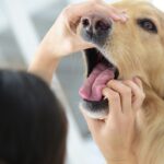 【獣医師が解説】口の中の黒いシミ、実はイボかも？犬の「口腔内ウイルスイボ」に要注意(ブログ)