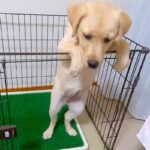 子犬がサークルから出たがるので『扉を開けてあげた』結果…まさかの『コントのような光景』に爆笑続々「可愛すぎる」「必死なんだねｗｗ」(ブログ)
