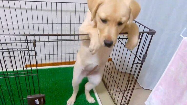 子犬がサークルから出たがるので『扉を開けてあげた』結果…まさかの『コントのような光景』に爆笑続々「可愛すぎる」「必死なんだねｗｗ」(ブログ)