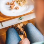 犬が飼い主に『催促している』ときにみせるサイン6つ　要求に対する正しい応え方まで(ブログ)