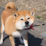 犬が『外で歩いてくれない』心理3つ　スムーズにお散歩させるための対処法まで解説(ブログ)