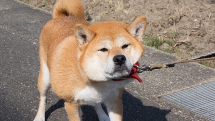 犬が『外で歩いてくれない』心理3つ　スムーズにお散歩させるための対処法まで解説(ブログ)