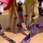 雨が降っていたので、犬たちに『カッパ』を着せた結果…思わず吹き出す『絶望の表情』が49万再生「哀愁すごくて草」「1匹だけ温度差がｗｗ」(ブログ)