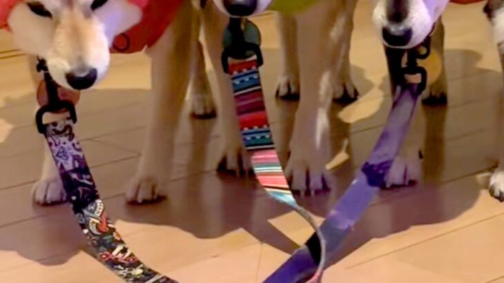 雨が降っていたので、犬たちに『カッパ』を着せた結果…思わず吹き出す『絶望の表情』が49万再生「哀愁すごくて草」「1匹だけ温度差がｗｗ」(ブログ)