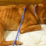 壁に頭を押し付ける『ガリガリの保護犬』→愛情を注ぎ続けた結果…涙が止まらない『嘘のような表情』が181万再生「見違えた」「幸せになって」(ブログ)