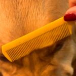 ブラッシングが苦手な大型犬→まるでアニメのような『衝撃のムキ顔』が253万再生「ブチギレた範馬勇次郎」「もののけ姫のモロｗｗ」と爆笑続々(ブログ)