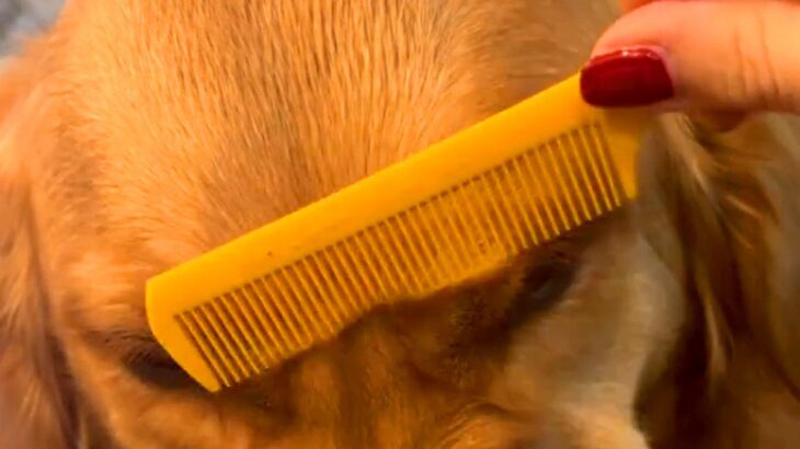 ブラッシングが苦手な大型犬→まるでアニメのような『衝撃のムキ顔』が253万再生「ブチギレた範馬勇次郎」「もののけ姫のモロｗｗ」と爆笑続々(ブログ)