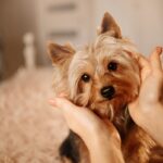 『ネガティブな飼い主』が愛犬に与える悪影響とは？日々の接し方で注意すべき行動まで(ブログ)