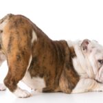犬が歩くときに『おしりを振る』理由5選　治療が必要な危険な状態まで解説(ブログ)