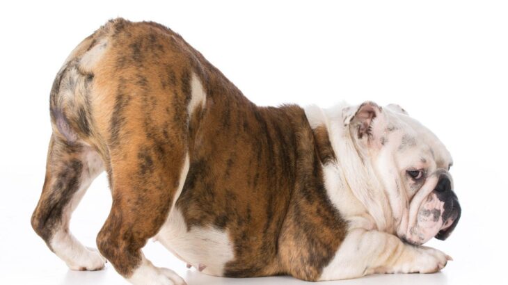 犬が歩くときに『おしりを振る』理由5選　治療が必要な危険な状態まで解説(ブログ)