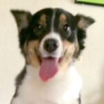 『子供が怖がるからもう飼えない』と捨てられた犬…言葉を失う過去と『11年後の現在』に涙が止まらないと66万再生「泣ける」「素敵な犬生を」(ブログ)