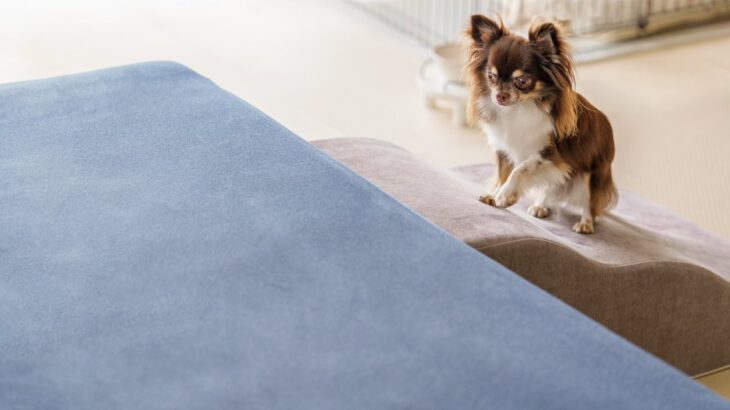 犬が『高所に登ろうとする』心理５選　やめてほしい場合にすべき適切な対処法まで(ブログ)