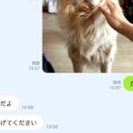 LINEで『犬にご飯をあげたか？』を家族に確認した結果→『まさかの表情』に5万いいね集まる「可愛すぎるｗ」「演技派でマジ天才」と絶賛の声(ブログ)