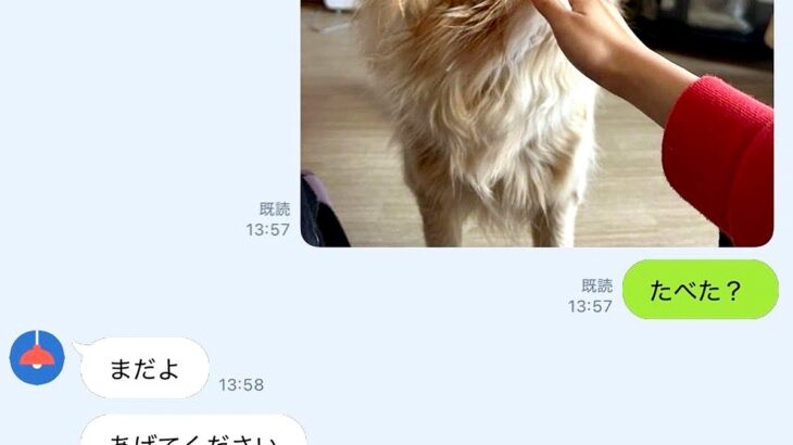 LINEで『犬にご飯をあげたか？』を家族に確認した結果→『まさかの表情』に5万いいね集まる「可愛すぎるｗ」「演技派でマジ天才」と絶賛の声(ブログ)