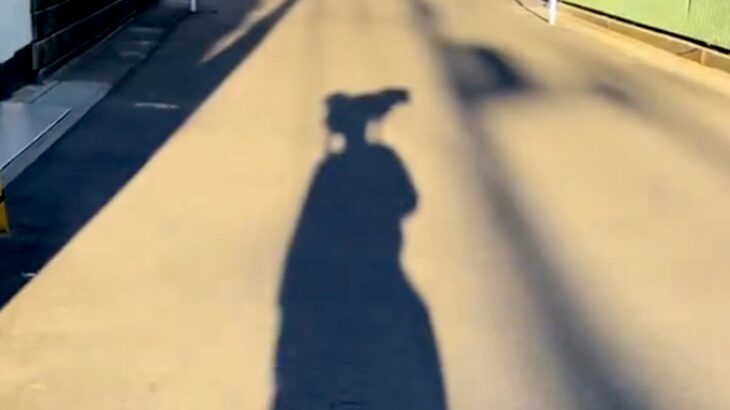 犬と散歩をしている男性→『影』の様子がおかしく…思わず二度見する『移動方法』が10万再生「ピカチュウのポジションで草」「写真撮りたい」(ブログ)