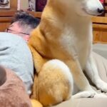 睡魔と戦いながら『夜更かしをするパパ』に付き合う犬→とんでもなく尊い『必死に起きようとする表情』が54万再生「なんて健気」「愛おしい」(ブログ)