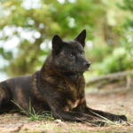 甲斐犬｜犬種の特徴と性格、飼い方や価格相場まで解説(ブログ)