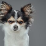 犬が目を細める『4つの心理』どんな意味があるの？注意すべき愛犬の表情まで解説(ブログ)