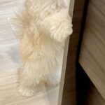 知人に犬を見せたら『自分のことを人間だと思っている』と言われ…思わず納得する『まさかの光景』が141万表示「間違いない」「ぬいぐるみ？」(ブログ)