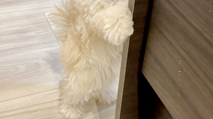 知人に犬を見せたら『自分のことを人間だと思っている』と言われ…思わず納得する『まさかの光景』が141万表示「間違いない」「ぬいぐるみ？」(ブログ)