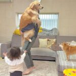 大型犬を抱っこしたら、1歳の女の子と柴犬が『羨ましい』と言って…あまりにも素敵な『愛に溢れたやり取り』が18万再生「平和すぎ」「仲良し」(ブログ)