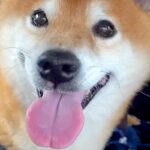 病院での注射を終え、ニコニコの犬→『もう一度採血が必要』と伝えた瞬間…わかりやすすぎる『絶望の表情』が160万再生「完全に理解してるｗ」(ブログ)