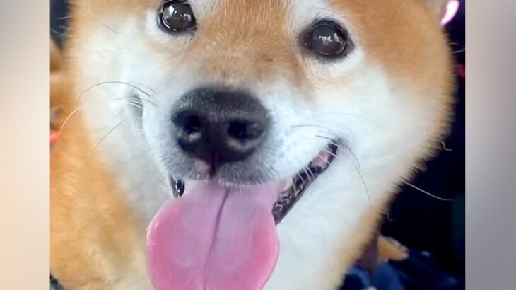 病院での注射を終え、ニコニコの犬→『もう一度採血が必要』と伝えた瞬間…わかりやすすぎる『絶望の表情』が160万再生「完全に理解してるｗ」(ブログ)