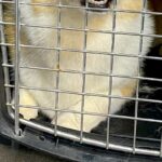 トリミングサロンの店員から『預けた犬の写真』が送られてきたので、確認した結果→まさかの表情に4万いいね「わかりやすくて草」「遺憾の意ｗ」(ブログ)